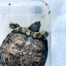 京悠雨德國品質(zhì)龜糧烏龜飼料草龜巴西龜小烏龜通用魚干蝦干面包蟲干營養(yǎng) 【六合一小?！?80ml*1.5mm 曬單實拍圖