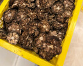 通用【官方艦旗店】諾麗果干片 正品云南諾麗果清腸排便諾麗果干熬夜 精選諾麗果【特級干果】兩斤裝 曬單實(shí)拍圖