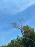 完達(dá)山（wondersun）【新國標(biāo)】菁潤優(yōu)羊較大嬰兒配方羊奶粉2段800g（6-12個月嬰兒） 曬單實(shí)拍圖