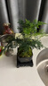 幼薇文竹盆栽植物室內(nèi)綠化四季迷你辦公室綠植擺件桌面好養(yǎng)創(chuàng)意小盆景 文竹+四方舍得PVC盆+方形底盤 帶盆栽好 曬單實(shí)拍圖