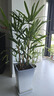 招財樹(shù)棕竹盆栽室內綠植棕櫚苗耐旱耐寒植物室外庭院盆景四季常青 棕竹100-120厘米高(4-5顆帶土 曬單實(shí)拍圖