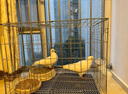 哈駱頓鴿子籠家用養殖鳥(niǎo)籠子特大號繁殖籠折疊配對籠大型帶隔斷鴿子窩 銀色加固款【50*35*40cm】 【托盤(pán)+食盒水盒+腳墊+草窩】 曬單實(shí)拍圖