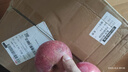 正宗煙臺蘋果棲霞紅富士脆甜新鮮水果整箱生鮮蘋果水果 凈重8.5斤80mm 曬單實拍圖