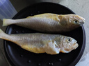 黃小漁寧德三去黃花魚600g/4條大黃魚生鮮海鮮水產(chǎn)深海魚類夜宵燒烤食材 曬單實拍圖