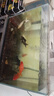 錦鯉魚活魚觀賞魚純種魚大型紅白冷水淡水好養(yǎng)耐活金魚小魚苗錦鯉 11-13cm黃金+烏金+白金+紅金各2 曬單實拍圖