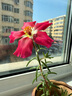 牧高笛（MOBIGARDEN）卡式爐 戶外露營自駕游火鍋野炊瓦斯爐美宴3.0 NX24687001 和風沙 曬單實拍圖