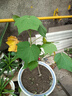 臨雅木芙蓉花盆栽樹苗重瓣三醉帶花苞四季開花陽臺庭院花卉植物室內(nèi)花 三色芙蓉花-高度45cm-多分支 曬單實(shí)拍圖