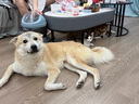 路斯雙拼成犬狗糧中小型犬大型犬通用大包裝凍干雞肉牛肉口味10kg 【雞&?！侩p拼凍干成犬糧10kg 曬單實(shí)拍圖