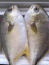 鮮馳新貨金鯧魚(yú)新鮮鏡魚(yú)海魚(yú)鯧魚(yú)金昌魚(yú)湛江海鮮水產(chǎn)鮮活冷凍包郵 200-300g凈重/條 4條裝 曬單實(shí)拍圖