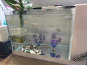 添悅新款側(cè)濾魚缸客廳金魚缸自循環(huán)帶蓋桌面斗魚缸家用增氧小型一體缸 E-40缸【標(biāo)配版】 曬單實拍圖