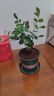 九里香盆栽茉莉花綠植室內驅蚊四季開花帶花苞七里香水培盆景植物 【特價】高約16cm九里香苗6株 九里香 曬單實拍圖