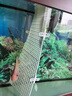 廬播魚缸過濾網(wǎng)隔離板水族魚缸底部網(wǎng)隔板格子板魚缸底濾板吸盤防跳網(wǎng) 可裁剪【30*30cm】2片/含夾子*4 曬單實拍圖