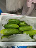 京地達黃瓜山東旱黃瓜 凈重5斤 單果80g+ 新鮮蔬菜源頭直發(fā)包郵 曬單實拍圖