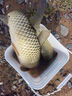 漢鼎一號(hào)6代魚(yú)竿超輕手竿7.2米臺(tái)釣竿鯽魚(yú)竿碳纖維手桿 綜合7.2米 曬單實(shí)拍圖