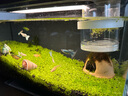 瘋狂水草孔雀魚活體水族寵物觀賞魚冷水耐活小型熱帶魚淡水魚苗 【4CM左右】臨產(chǎn)孔雀魚E 共8條 曬單實(shí)拍圖