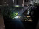 黑豆殼 魚缸換水神器 換水管電動抽水吸便器吸糞洗沙清潔清理工具 36w高配版+10米水管+水龍頭轉(zhuǎn)接頭 曬單實拍圖
