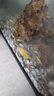 【順豐快速發(fā)貨】3-5CM彩色天使魚 群游觀賞魚淡水活體小型魚好養(yǎng) 20條（藍(lán)紅黃白綠紫）含2條備損 下單送飼料丨順豐包郵發(fā)貨 曬單實(shí)拍圖