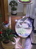 鉑吶苓魚(yú)缸烏龜缸仿玻璃一體成型桌面金魚(yú)缸亞克力透明圓形造景生態(tài)缸 仿玻璃魚(yú)缸【中號(hào)-裸缸】 曬單實(shí)拍圖