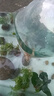 錦鯉魚活體觀賞魚活魚小型易養(yǎng)冷水淡水魚小魚苗錦鯉金魚好看錦鯉 三色 10-12cm 3條 曬單實拍圖