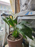 傣花白掌一帆風(fēng)順盆栽水培植物綠蘿籮花卉室內花綠植紅掌發(fā)財樹(shù)吸甲醛 【爆盆好貨】特級帶花白掌10-12株+原盆+營(yíng)養液 含盆 曬單實(shí)拍圖