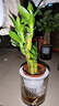 【富貴竹盆栽】年宵花?步步高土水培辦公室內盆栽?xún)艋∧苁只?精品3棵竹【吸水盆+棉繩+送土】 約20-25cm 曬單實(shí)拍圖