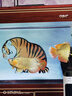 馬印馬印神燈龍魚燈專用水族箱燈三基色增色燈水草魚缸燈 led燈防水 馬印增艷神燈PLUS(92CM-(30W)) 曬單實(shí)拍圖