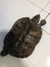 京厽龜糧烏龜飼料草龜巴西龜小烏龜通用魚干蝦干面包蟲干營養(yǎng)烏龜糧 六和一超大粒3200ml*5mm 曬單實拍圖