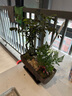 自然空間黑骨茶盆栽室內植物景觀(guān)禮品 鵬程萬(wàn)里叢林紫檀+配套座 源頭直發(fā) 曬單實(shí)拍圖