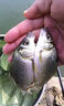 響貓小物釣線(xiàn)組專(zhuān)用白條馬口鳑鲏?mèng)~(yú)鉤魚(yú)線(xiàn)小物漂套裝成品溪流線(xiàn)組 曬單實(shí)拍圖