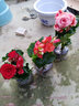 家中有果室內花卉綠植玫瑰海棠盆栽麗格海棠花苗重瓣四季開(kāi)花 橘色【帶花】 不含盆 曬單實(shí)拍圖