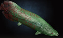 樂(lè )童童仿真動(dòng)物玩具模型觀(guān)賞金龍魚(yú)巨骨舌魚(yú)鱷雀鱔恐龍王魚(yú)造景擺件 鱷雀鱔 曬單實(shí)拍圖