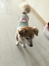 嬉皮狗（hipidog）可愛小狗狗衣服夏季薄款背心泰迪比熊寵物小型犬貓咪夏天牽引吊帶 蒂安綠 2XL 體重15-20斤 曬單實拍圖