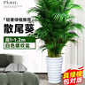 中夢散尾葵植物盆栽客廳大型綠植室內(nèi)辦公室鳳尾竹盆景天堂鳥花卉 散尾葵高1-1.2米+螺紋盆 曬單實拍圖