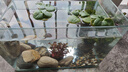 瘋狂水草魚缸造景石頭鵝卵石裝飾溪流石千層松皮石青龍石假山烏龜曬臺擺件 千層石 約4斤 （5-8cm） 曬單實(shí)拍圖