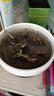 睡蓮種苗荷花盆栽中大型碗蓮蓮花種藕水培水養(yǎng)水生池塘盆缸荷葉種 小睡蓮 6個(gè)-混色 曬單實(shí)拍圖