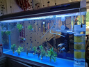 CRAZY PLANT魚缸燈led燈管防水造景燈金魚龍魚專用三色燈紅藍(lán)光照明潛水燈 97cm三變色-240°廣角更亮（升級加密燈珠） 曬單實(shí)拍圖