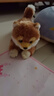 科邁特秋田犬毛絨玩具公仔玩偶娃娃抱枕情人節生日治愈禮物兒童新年禮物 曬單實(shí)拍圖