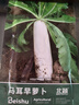 北蔬 蘿卜種子苗早熟大白蘿卜南北方秋季蔬菜種籽 馬耳早蘿卜種子40g 曬單實(shí)拍圖