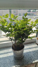 沭之美茉莉花盆栽花卉植物室內(nèi)盆栽 茉莉花8-12株+塑料螺紋盆 源頭直發(fā) 曬單實拍圖