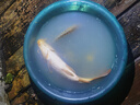 花生餅釣魚(yú)花生糠麩餅打窩魚(yú)餌熟榨花生枯野釣窩料餅渣魚(yú)餌碎粉狀 3斤裝 【濃香粉末型】 曬單實(shí)拍圖
