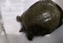 秋季 鮮活生態(tài)外塘生長(zhǎng)食用大甲魚生鮮魚冷水團(tuán)魚王八鱉活體生鮮活鮮 2.2-2.4斤外塘野養(yǎng)老鱉 曬單實(shí)拍圖