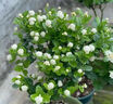開時果 茉莉花盆栽濃香型 桌面綠植物陽臺花卉樹苗盆景擺件源頭直發(fā)包郵 精品茉莉花5-10株【加侖盆】 曬單實拍圖