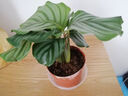 御春閣室內(nèi)綠植花卉盆栽室內(nèi)孔雀竹芋 貓眼彩虹綠植盆栽四季常青植物 彩虹竹芋20-30厘米高 曬單實拍圖