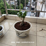金錢榕樹盆景室內(nèi)外大型綠植盆栽老樁S型小葉人參榕包成活常青 大號(hào)精品榕樹40厘米 曬單實(shí)拍圖