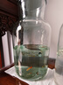 純種精品大孔雀魚觀賞魚熱帶魚母魚小型繁殖鳳尾孕淡水 【全家福】八種各一對8公8母 曬單實(shí)拍圖