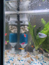 JCZS德國魚缸過濾制氧一體機(jī)超靜音客廳循環(huán)水泵凈水器三合一魚馬桶 【10W】五合一(30-40CM缸用) 曬單實拍圖