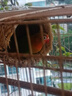 萬(wàn)寵匯 鳥活體虎皮鸚鵡籠養(yǎng)牡丹玄風(fēng)活鳥學(xué)說話手養(yǎng)小太陽(yáng)鸚鵡和尚鸚鵡 愛情鳥鸚鵡一只 曬單實(shí)拍圖