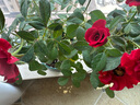 景郁春 JIRYUCUR玫瑰花苗特大花月季花苗綠植陽臺(tái)盆栽薔薇花苗卡羅拉源頭直發(fā) 曬單實(shí)拍圖