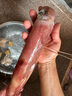鮮可居?xùn)|山縣海島 東海手釣大管火箭魷魚 中國槍烏賊  鮮活凍刺身 凈重1350g/4-6條【可刺身】 曬單實拍圖