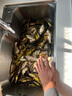 小鳳仙納米魚漂套裝高靈敏加粗醒目野釣浮漂L-NA三支加粗尾淺水套裝 曬單實拍圖
